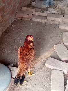 Hen