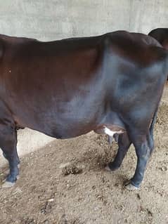 gabban cow