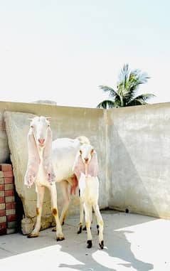 Gulabi Bakri For sell