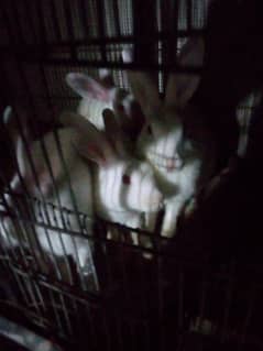 rabbit for sale