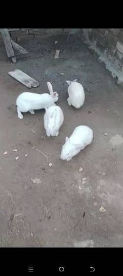 Australian rabbits 1 + 3 breeder