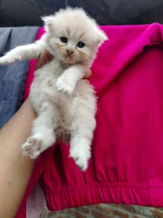 persian kitten punch face