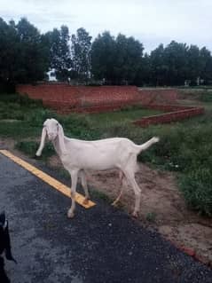 female goat for sale