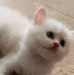 Persian male cat for sale