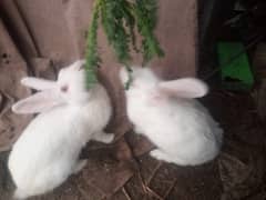 Red eye Rabbit adult pair healthy and active