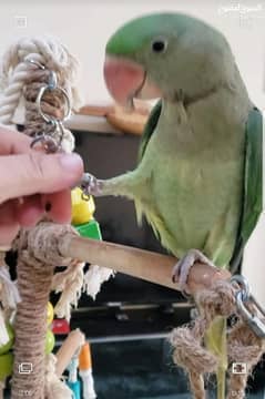 Kashmiri hand tame Raw parrot