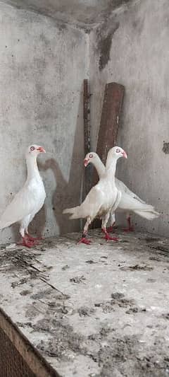 white danish breedar pair for sale