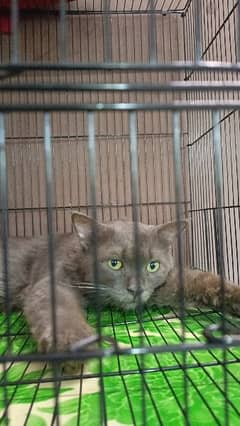 Persian Grey Cat