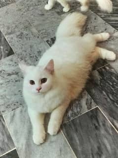 pure Persian triple coated female kitten very heavy fur