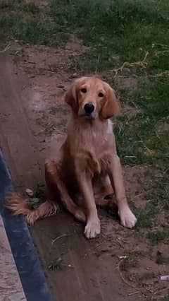 Friendly Pedigree Golden Retriever Dog