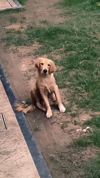 Golden Retriever/ Golden Retriever dog Pedigree/ Golden Retriever Male 1