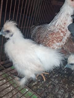 6 Silky chicks 3 months old pure quality