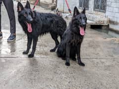 Black shepherd (Pair) pedigree microchipped