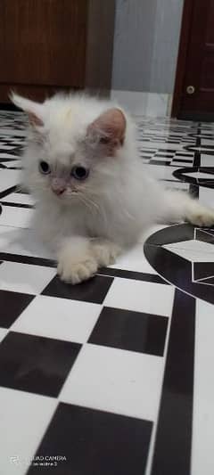 pure Persian cat available for sale 3 cot