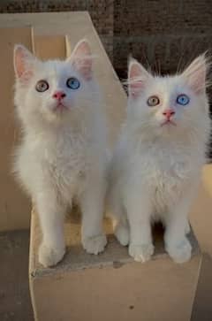 high quality triple coated kittens for sale(whatsapp 03289811961)