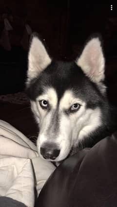 Siberian Husky