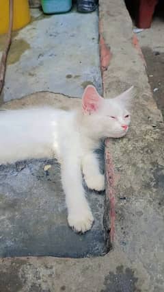 white kitte