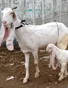 Gulabi passa bakri top quality male kid & ublak male female pair