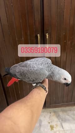 African Gray self available with DNA