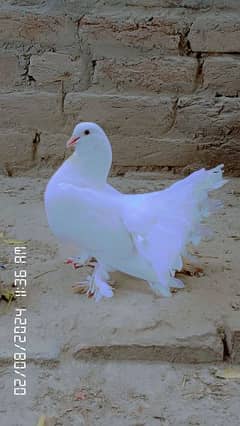 fantail pigeon for sale