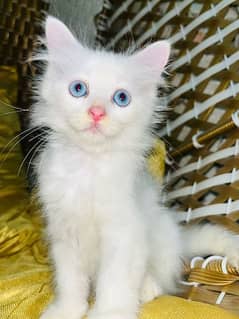 Persian cat blue eye