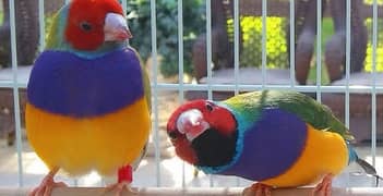 Gouldians