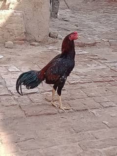 ASEEL HEN FOR SALE