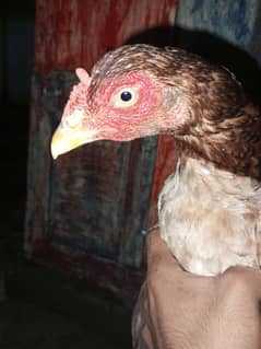 Breeder Hen