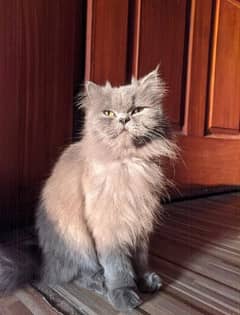 gray punch face persian cat