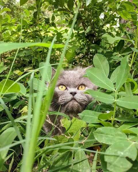 gray punch face persian cat 1