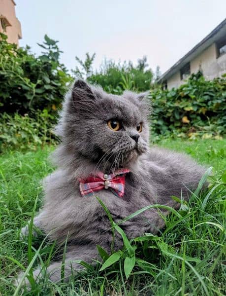 gray punch face persian cat 2