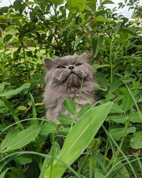 gray punch face persian cat 3