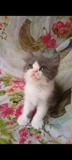 Persian kitten semi punch face