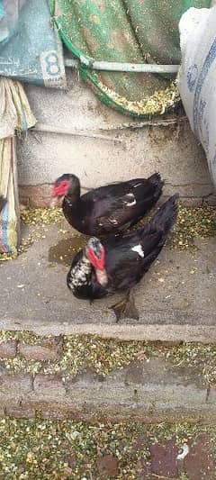 Muscovy ducks/Russian ducks/ Mug Ducks