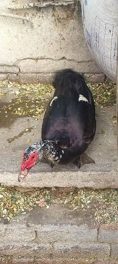 Muscovy ducks/Russian ducks/ Mug Ducks