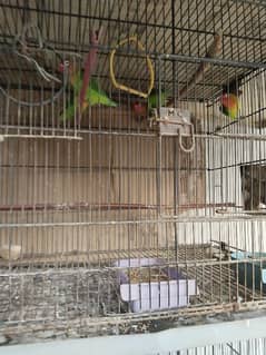 lovebirds pair sale healthy and active pair