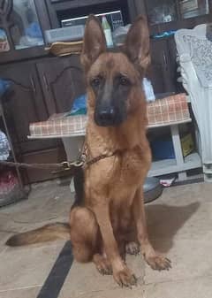 German shepherd breeder female