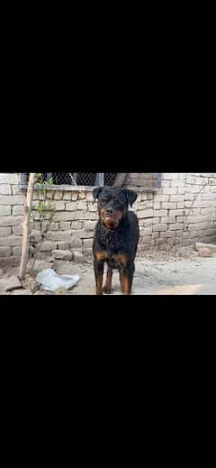 Rottweiler breeder female for sale location okara