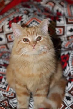 Brown Female Cat very playful and Active