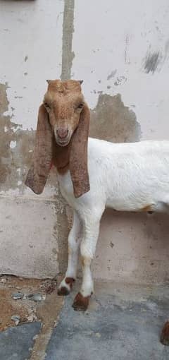 patera Bakra for sell urgent