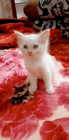 persian kitten