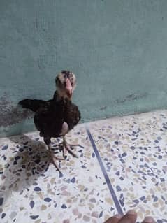 Aseel lasani chicks