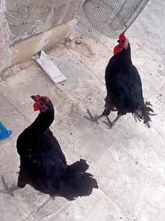 Australorp pair