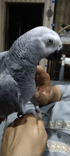 African Grey