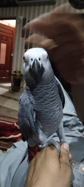 African Grey 1