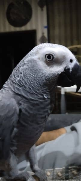 African Grey 2