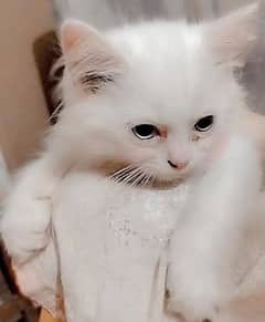 "Beautiful Persian cats feature fluffy coats, sweet faces,