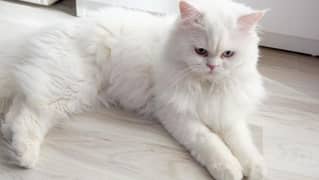 Persian White Colour || Double Coat || Price may be less