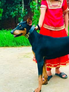 Beautiful European Doberman female For Sale