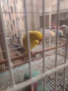 yellow ringneck